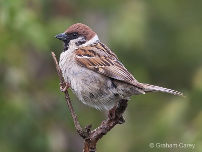 Tree Sparrow (Passer montanus) Graham Carey