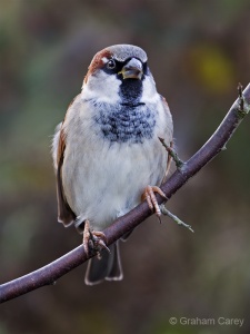 House Sparrow (Passer domesticus) Graham Carey