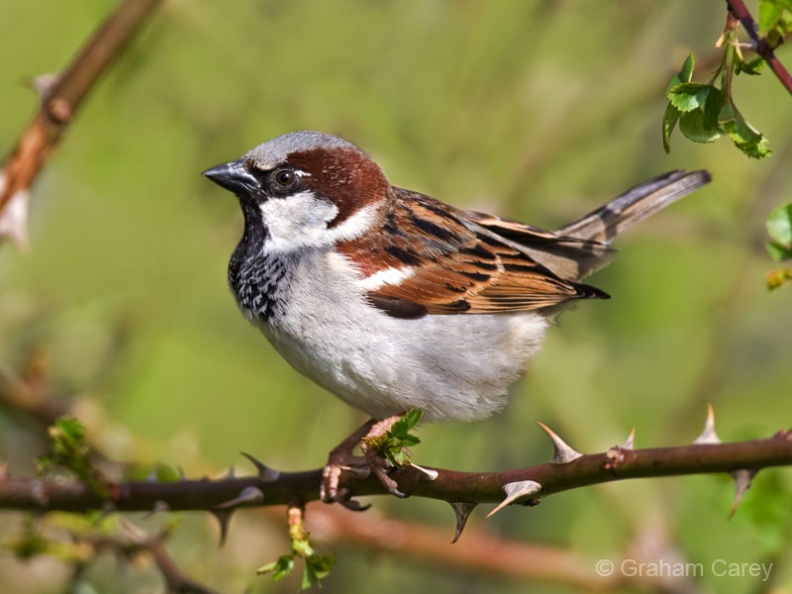 House Sparrow (Passer domesticus) Graham Carey - MK3_1221m4.jpg MK3_1221m4.jpg