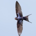Barn Swallow (Hirundo rustica) Graham Carey