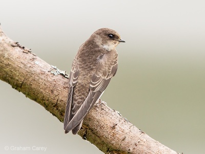 Sand Martin (Riparia riparia) Graham Carey