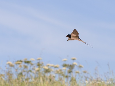 Barn Swallow (Hirundo rustica) Graham Carey