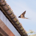 Barn Swallow (Hirundo rustica) Graham Carey