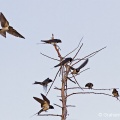Barn Swallow (Hirundo rustica) Graham Carey