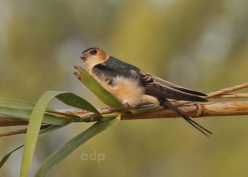 Red-rumped Swallow juvenile (Hirundo daurica) Alan Prowse - IMG_9158qstwtt800c.jpg IMG_9158qstwtt800c.jpg