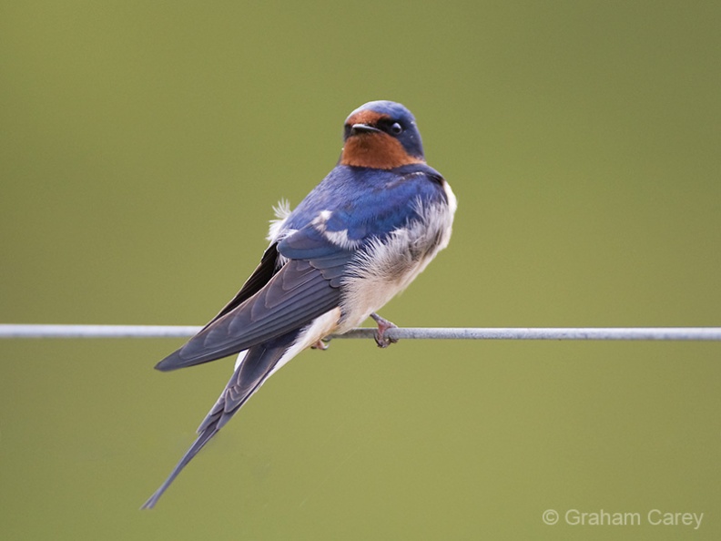Barn Swallow (Hirundo rustica) Graham Carey - MK3_1254m4.jpg MK3_1254m4.jpg