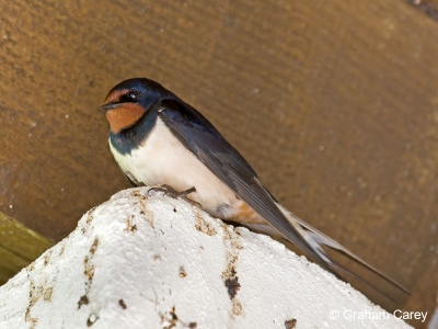 Swallow (Hirundo rustica) Graham Carey