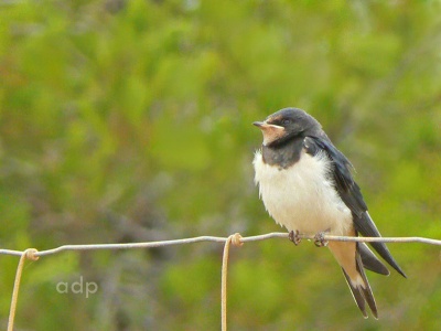Swallow juvenile (Hirundo rustica) Alan Prowse