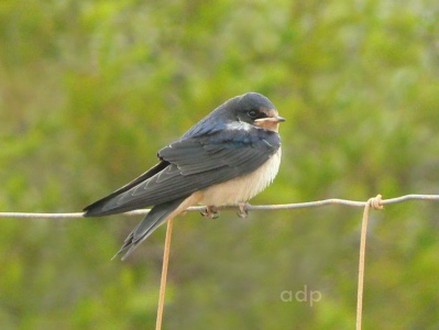 Swallow juvenile (Hirundo rustica) Alan Prowse