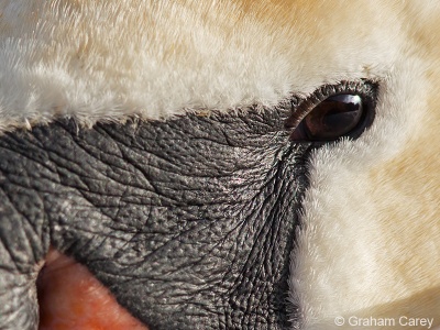 Mute Swan (Cygnus olor) Graham Carey