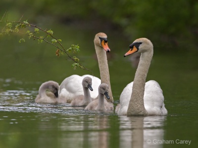 Mute Swan (Cygnus olor) Graham Carey