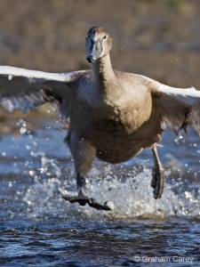 Mute Swan (Cygnus olor) Graham Carey