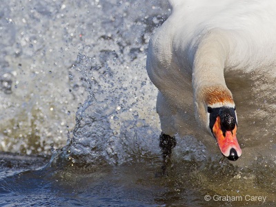 Mute Swan (Cygnus olor) Graham Carey