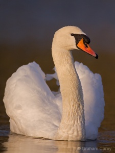 Mute Swan (Cygnus olor) Graham Carey