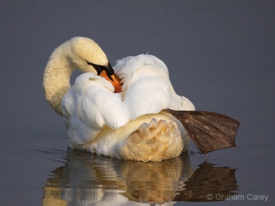 Mute Swan (Cygnus olor) Graham Carey