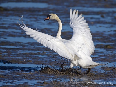 Mute Swan (Cygnus olor) Graham Carey