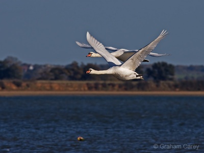 Mute Swan (Cygnus olor) Graham Carey