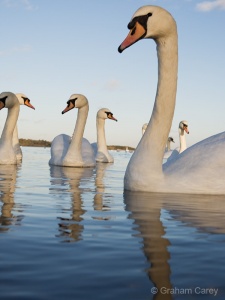 Mute Swan (Cygnus olor) Graham Carey