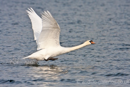 Mute Swan (Cygnus olor) Mark Elvin