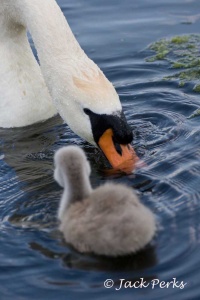 Mute swan (Cygnus olor) Jack Perks