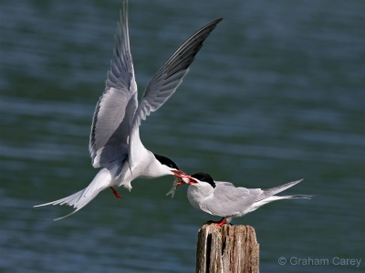 Common Terns (Sterna hirundo) Graham Carey