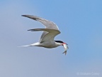 Common Tern (Sterna hirundo) Graham Carey