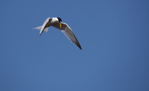 LittleTern (Sterna albifrons) Steve Covey