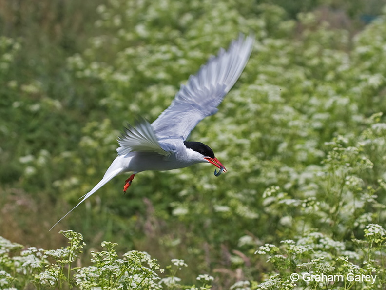Artic Tern (Sterna paradisaea) Graham Carey - MK3_4720m4.jpg MK3_4720m4.jpg