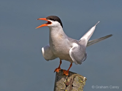 Common Tern (Sterna hirundo) Graham Carey
