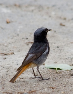 Black Redstart (Phoenicurus ochrurus) Mark Elvin