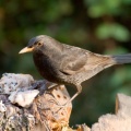 Blackbird (Turdus merula) Mark Elvin