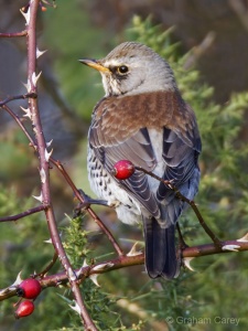 Fieldfare (Turdus pilaris) Graham Carey