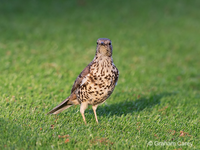 Mistle Thrush (Turdus viscivorus) Graham Carey - DX1_0740m4.jpg DX1_0740m4.jpg