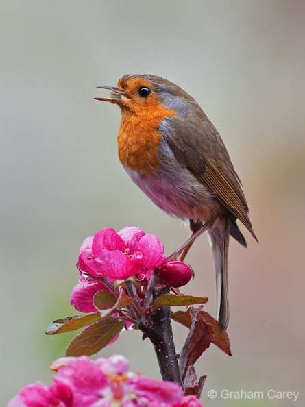 Robin (Erithacus rubecula) Graham Carey - IMG_0140m4.jpg IMG_0140m4.jpg
