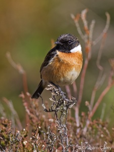 Stonechat (Saxicola torquata) Graham Carey