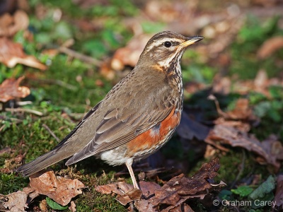 Redwing (Turdus iliacus) Graham Carey
