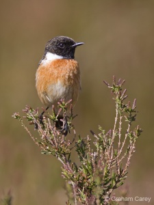 Stonechat (Saxicola torquata) Graham Carey