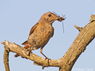 Common Redstart (Phoenicurus phoenicurus) Graham Carey