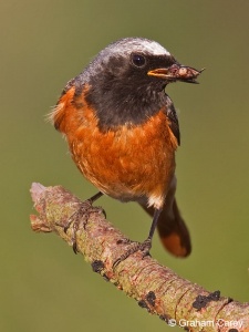 Common Redstart (Phoenicurus phoenicurus) Graham Carey