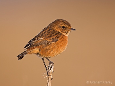 Stonechat (Saxicola torquata) Graham Carey
