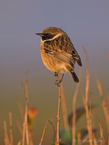 Stonechat (Saxicola torquata) Graham Carey