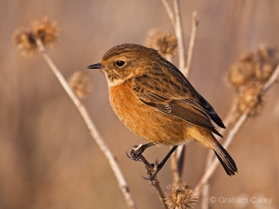 Stonechat (Saxicola torquata) Graham Carey