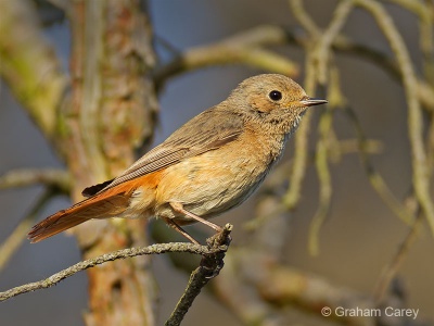 Common Redstart (Phoenicurus phoenicurus) Graham Carey