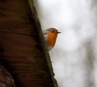 Robin (Erithacus rubecula) Mark Elvin