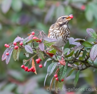 Redwing (Turdus iliacus) Mark Elvin