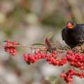 Blackbird (Turdus merula) Mark Elvin