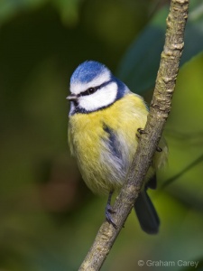 Blue Tit (Parus caeruleus) Graham Carey