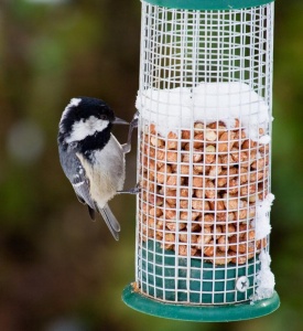 Coal Tit (Parus ater) Mark Elvin