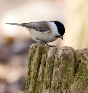 Willow Tit (Parus montanus) Mark Elvin