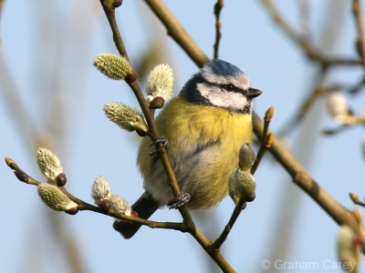 Blue Tit (Parus caeruleus) Graham Carey